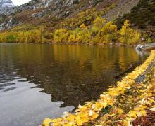 Silver Lake Leafy Shore