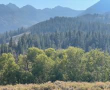 Sonora Pass lime green