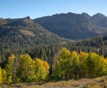 Sonora Pass Fall Colors