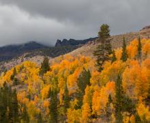 Sonora Pass Fall Colors