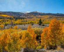 Summers Meadow at peak