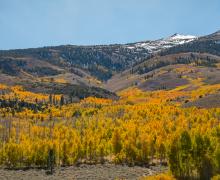 summers meadow fall color view