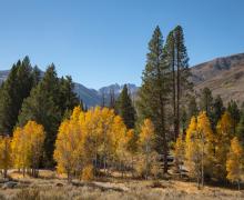 Huneymoon Flat Campground