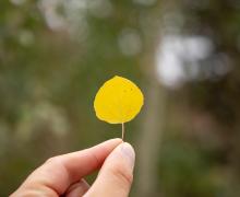 Fall Color Leaf