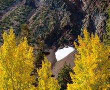 Fall Color Leaf at Virginia Lakes