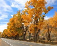 US 395 in topaz fall colors