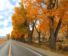 Fall Colors in Coleville on US 395