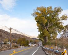 US 395 Coleville fall colors