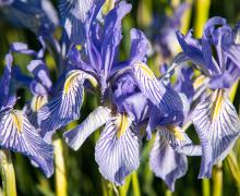 Wild Iris Coleville