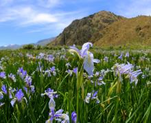 Wild Iris in Walker