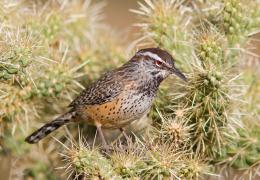 Cactus Wren