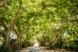 Banyan Tree in Boca Grande on Gasparilla Island