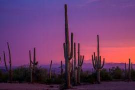 Saguaro sunset