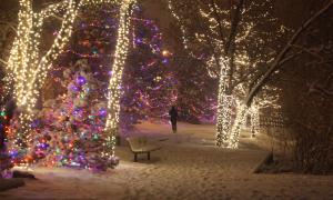 Christmas Lights on Trees at Clear Creek Path in Golden, CO