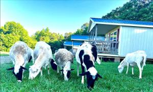 Goats grazing in front of tiny houses.