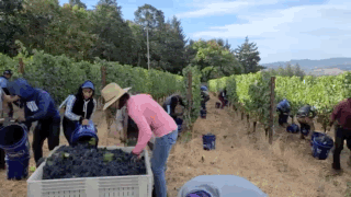 Harvest workers in action at Adelsheim Vineyard
