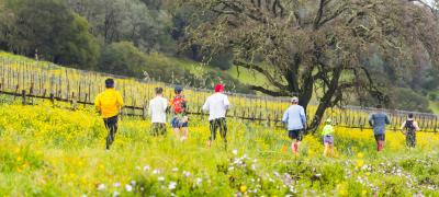 Runners participating in The Napa Valley Marathon