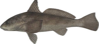 Kingfish