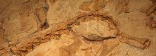 Dinosaur Skeleton Fossil in Rock