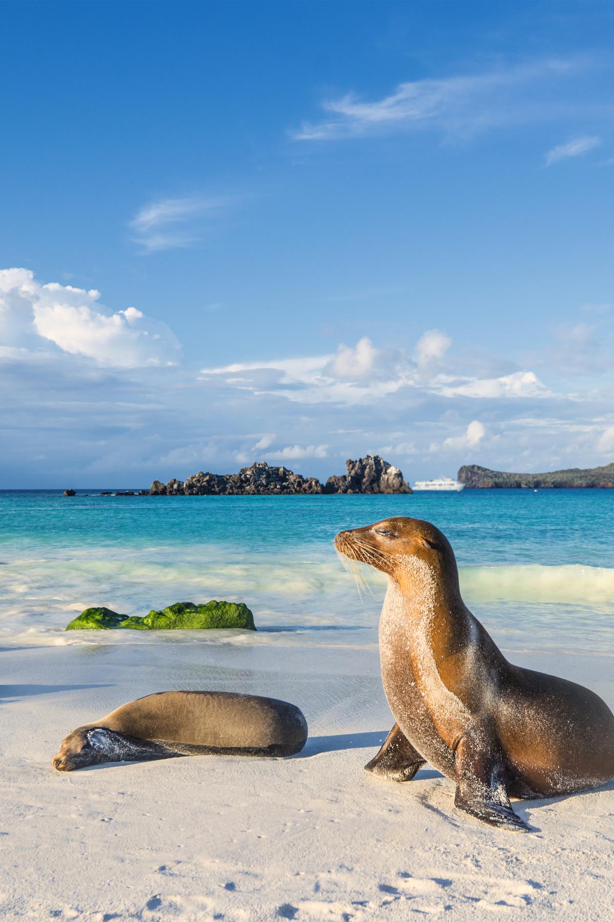 Two sea lions lounging on a sandy beach, with a clear blue sky and turquoise water in the background. A boat is anchored offshore, and rocky islands are visible in the distance