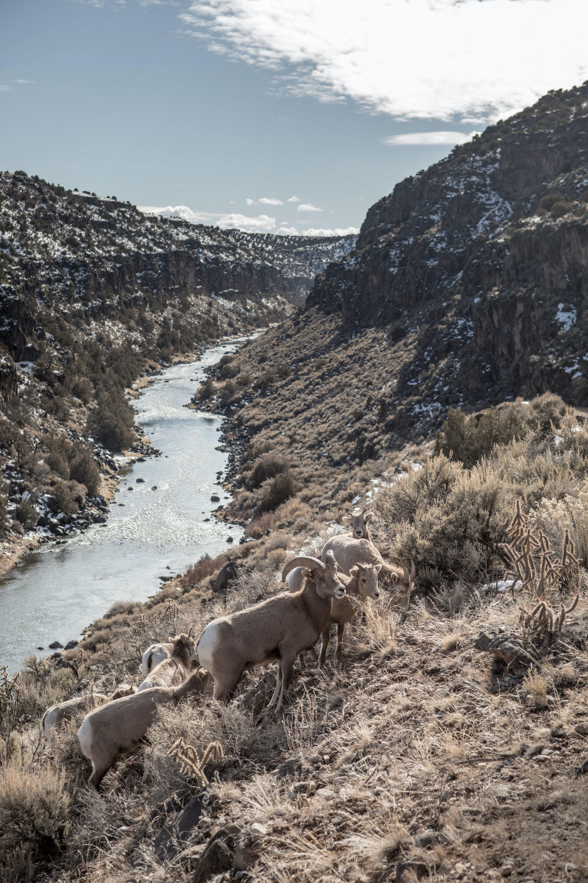 30th Annual Bighorn Sheep Lottery Tag Drawn - Idaho Wild Sheep Foundation