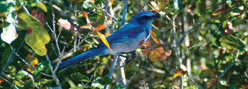 A scrub jay is perched on a branch at Lyonia Preserve and Environmental Center