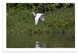 Water fowl