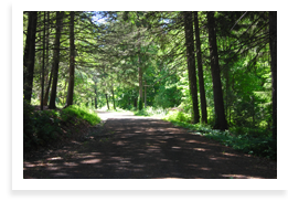 Weiser State Forest, Roaring Creek Tract