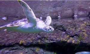 Sea Turtle at NC Aquarium at Fort Fisher