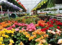 Engle's Greenhouse hoop house full of blooming plants and hanging flower baskets