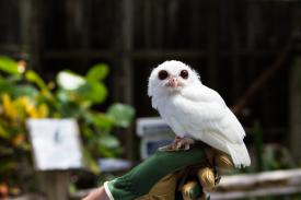 Luna the Leucistic Eastern Screech Owl at Peace River Wildlife Center