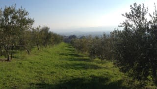 Olive Orchard