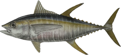 Tuna