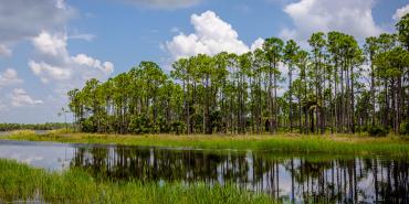 Trees reflected in still water at Babcock/Webb Wildlife Management Area