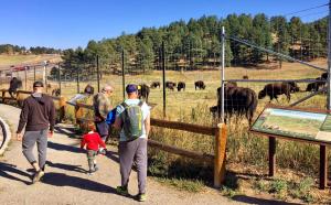 Buffalo herd overlook
