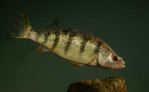 Yellow Perch