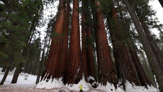 lady walking by trees of kings canyon