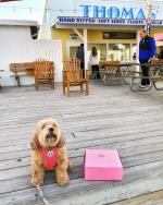 dog on the pier by thomas donuts in Panama City Beach