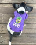 Dog In A pineapple willy's shirt In Panama City Beach