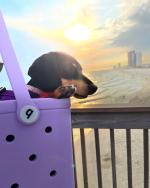 Dog in A Beach Bag In Panama City Beach