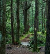 Picture from RB Winter State Park showing one of their Walking Paths through the forest.