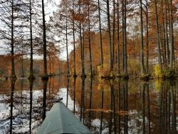 The end of a kayak is seen in the bottom of the photo with tall Baldcypress trees in the forefront growing out of Trap Pond in Delaware. The trees are in beautiful orange and yellow colors for the fall season.
