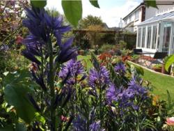 Byes reach Sidmouth Open Gardens