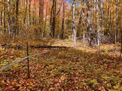 Maple Syrup Branch and Main Lines