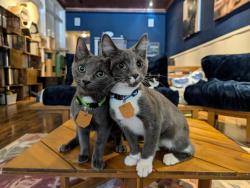 Picture of two cats with their heads together sitting on a table at the Lewisburg non-profit called "The Scratching Post Cat Cafe"