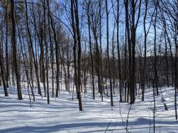 Wintery Landscape of Winter Trails