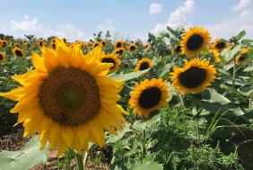 Picture-Perfect Pennsylvania Sunflower Fields