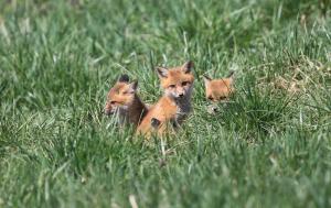 Baby foxes at Skills Park