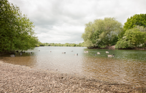 Ducks in the water