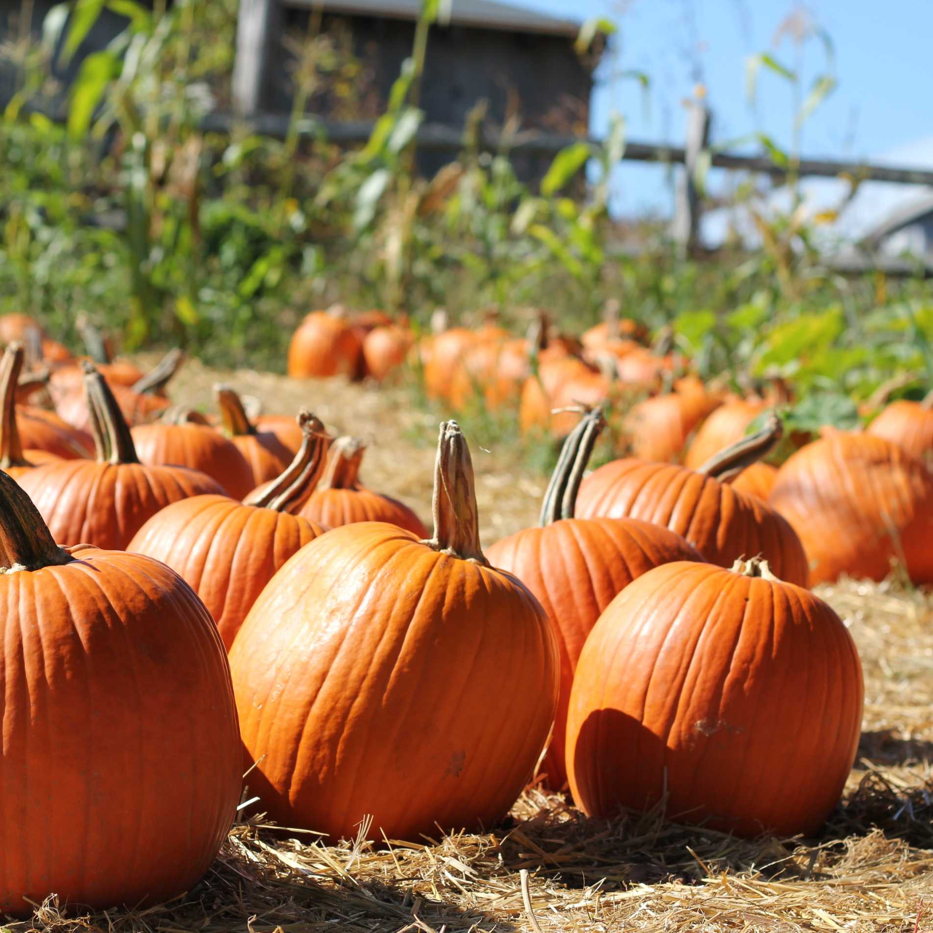 Halloween Events 2022 Baton Rouge